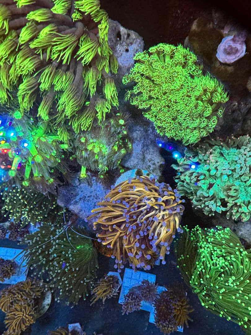 水槽内の個体リクエスト販売