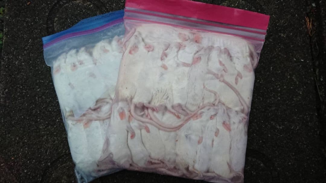 在庫処分！自家繁殖冷凍マウス　Mサイズ　22g～29g　90匹セットおまけ付