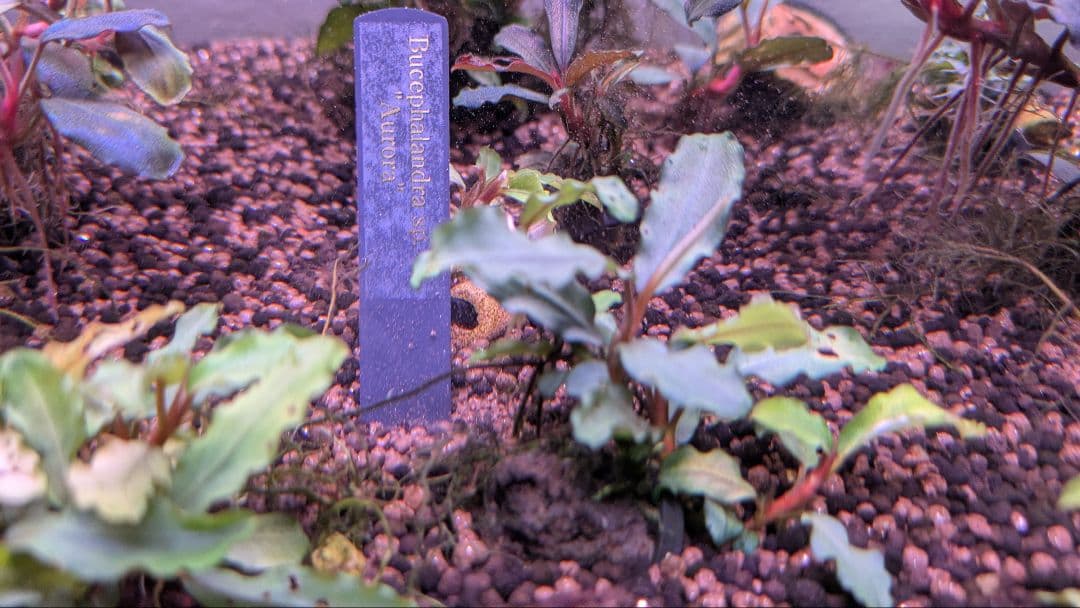 【銀葉の最上級】ブセファランドラspオーロラKN便　水中葉　コケ・スネールなし