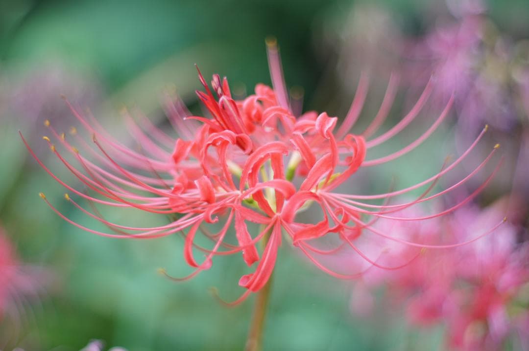 【極上美品・完動品】PENTAX SMC TAKUMAR 50mm F1.4