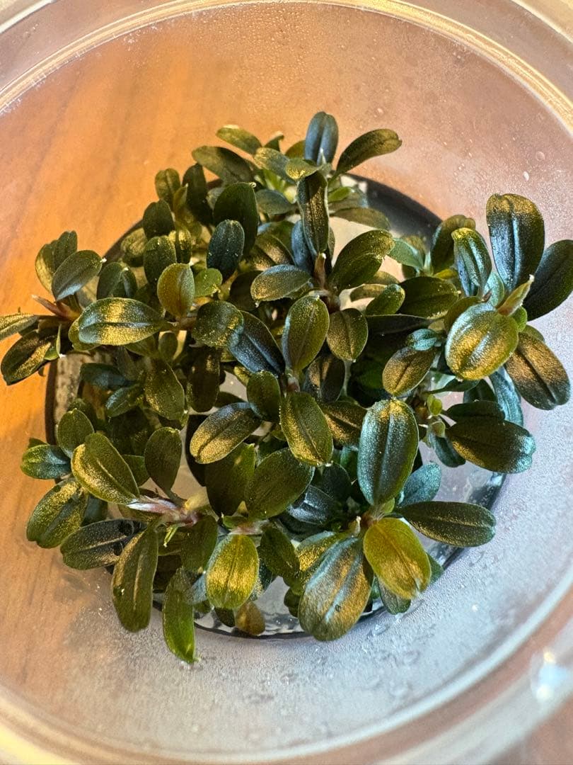 ブセファランドラsp.クダガンミニラウンド sp. kedagang 8株