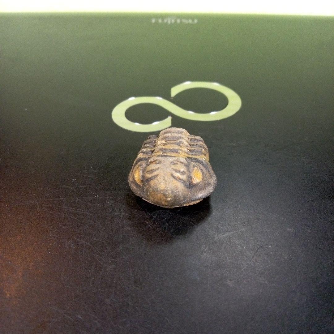 三葉虫　化石　fossil　ボリビア産　trilobite　三葉虫判別①
