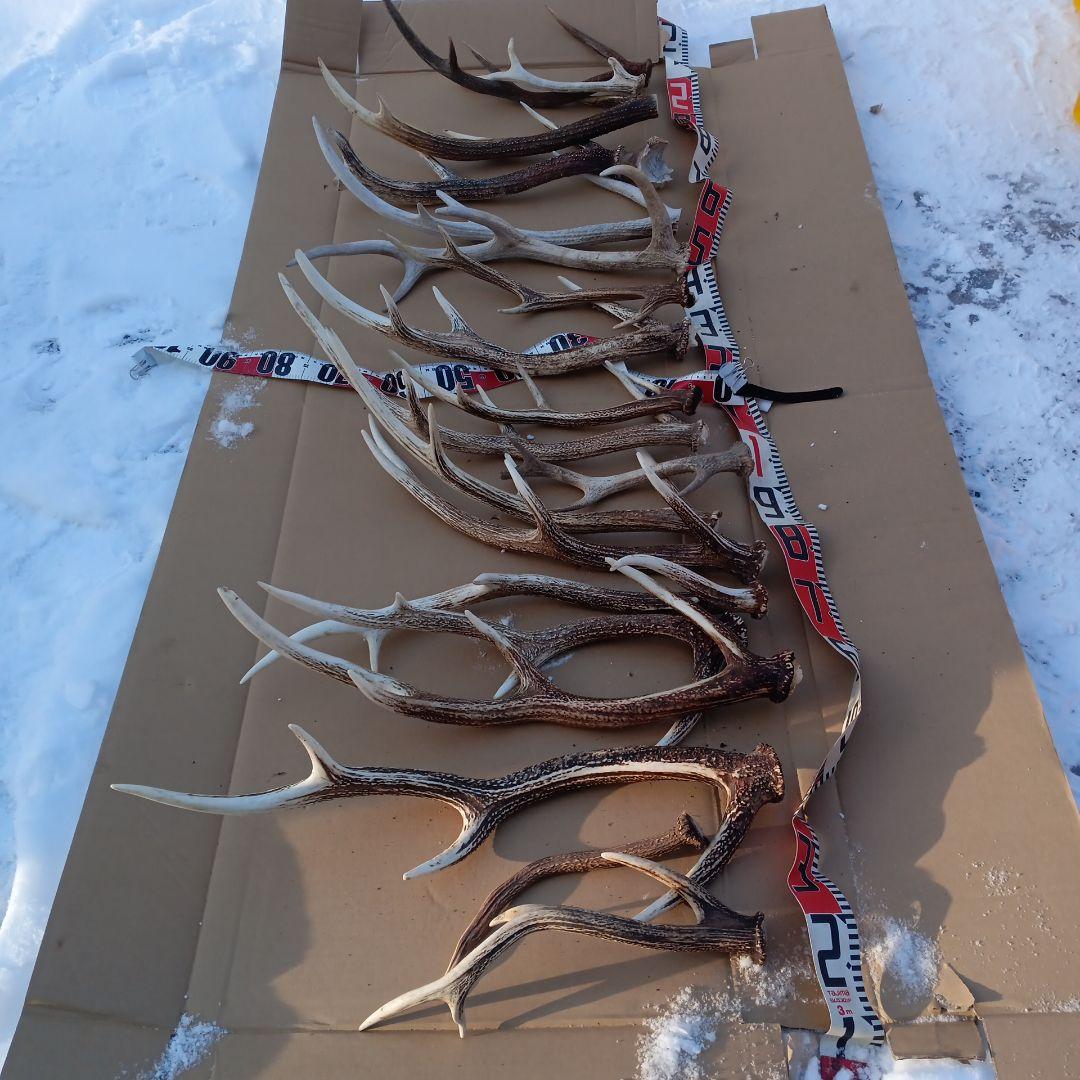 蝦夷鹿の角 　犬のおもちゃ、工芸品などに 自然素材　７番