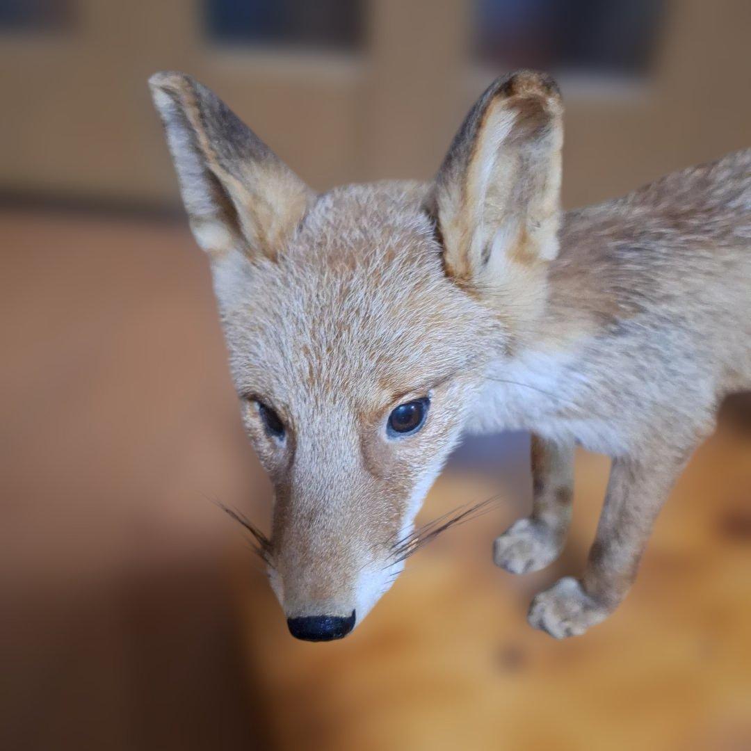 キツネの剥製
