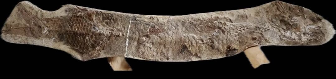 筋繊維や眼球が残ってるクラドキクルス