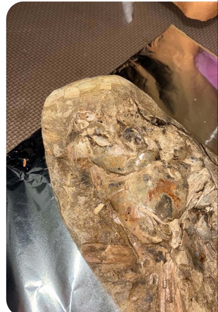 筋繊維や眼球が残ってるクラドキクルス