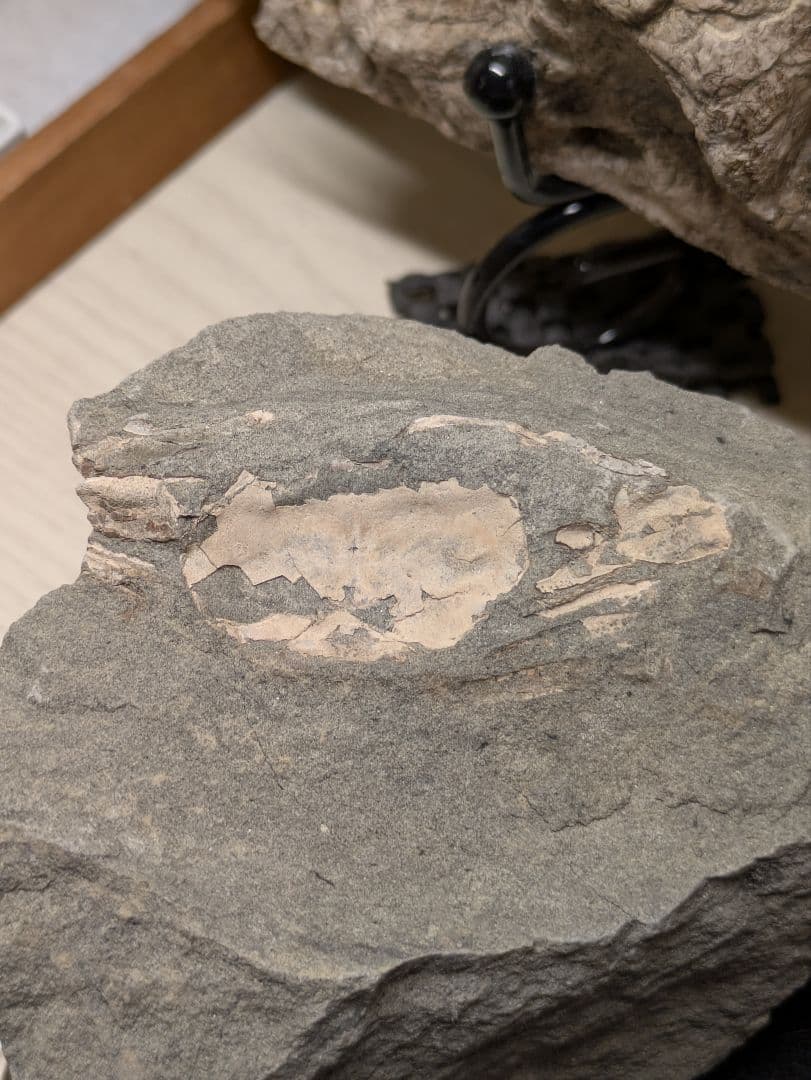 カニ　化石　標本　地学　原石