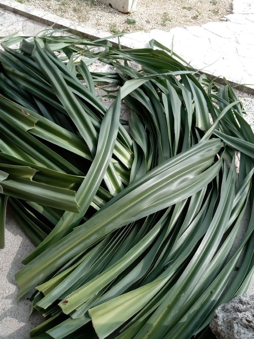 ハワイ産沖縄育ちの\"ラウハラ特選生葉”