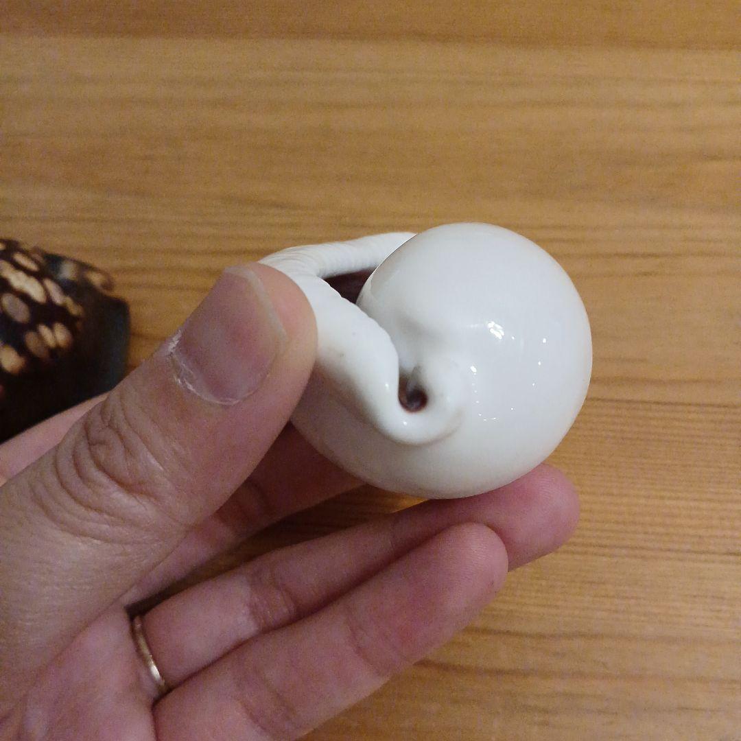 タカラガイ　ウミウサギガイ　屋久島天然