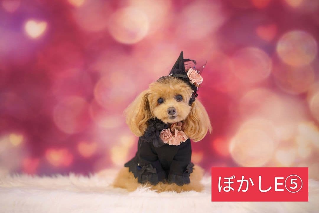 背景布【秋C】サンプル　ペット撮影用　紅葉　イチョウ　トリミングチョーカー販売中