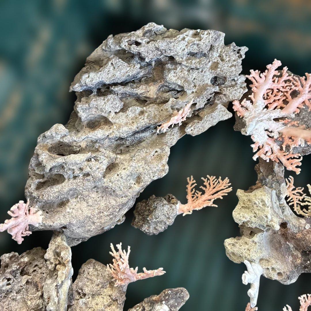 《岩礁 珊瑚礁　貝殻》海の役者達大量セット　アワビ　テングニシ貝　ヤツシロ貝