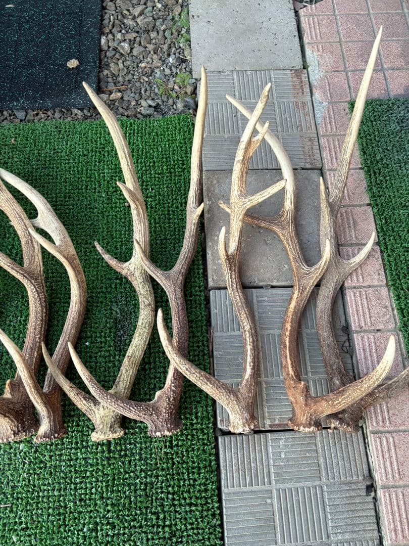 鹿の角 11本セット 66cm〜75cm位