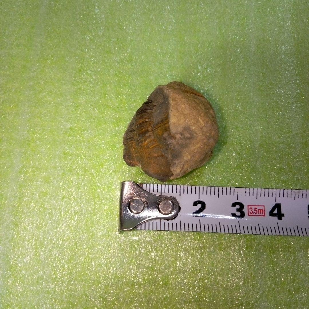 三葉虫　化石　fossil　ボリビア産　trilobite　ボリビア三葉虫郡⑪