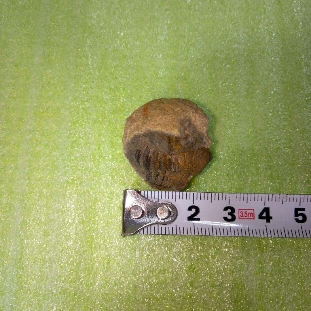 三葉虫　化石　fossil　ボリビア産　trilobite　ボリビア三葉虫郡⑪