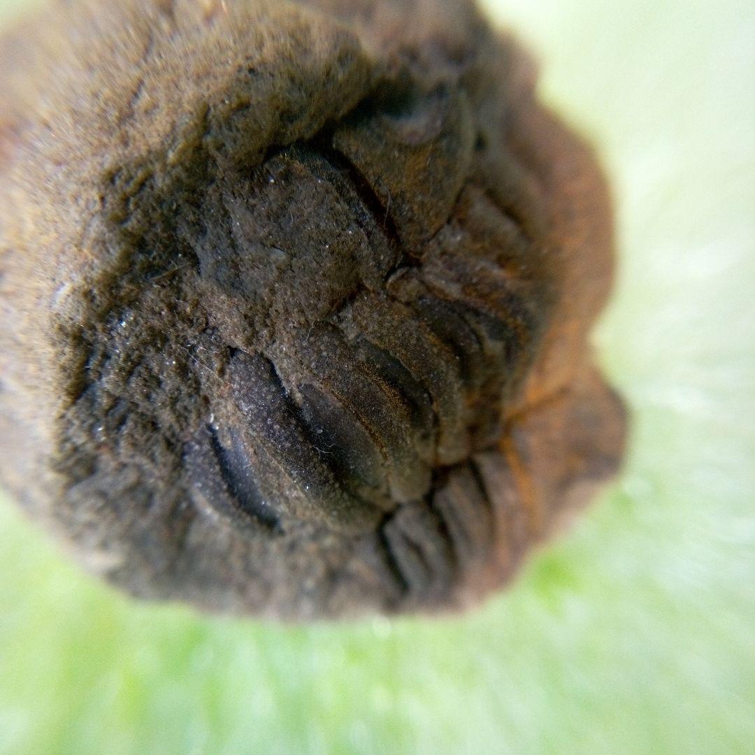 三葉虫　化石　fossil　ボリビア産　trilobite　ボリビア三葉虫郡⑪