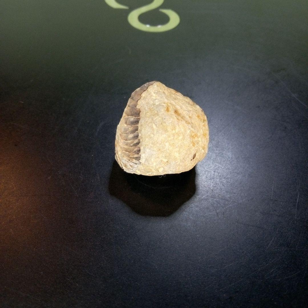 三葉虫　化石　fossil　ボリビア産　trilobite　ボリビア三葉虫郡⑪