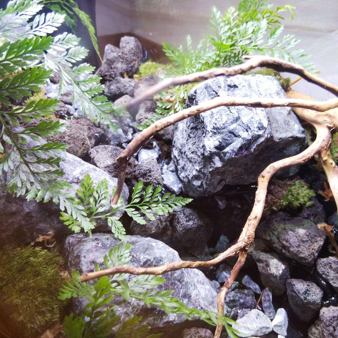 【受注生産】６0センチ水槽アクアテラリウム　イモリウム　苔テラリウム　テラリウム