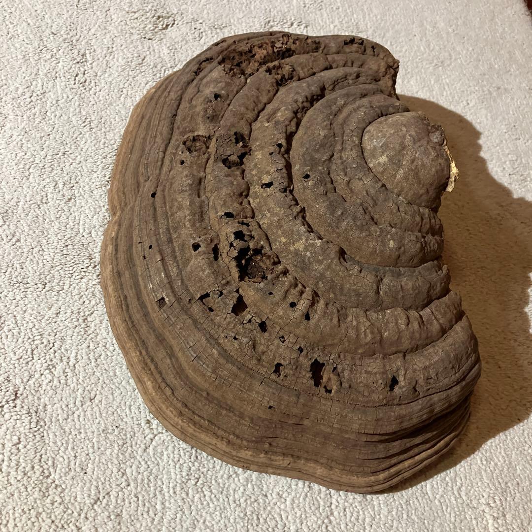 サルノコシカケ　コフキサルノコシカケ　2.5kg