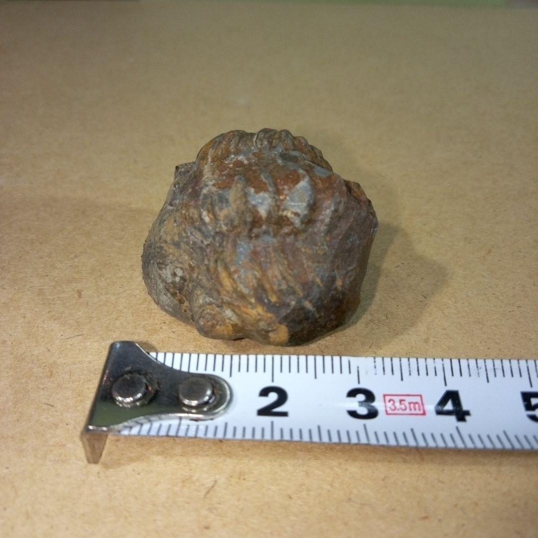 三葉虫　化石　三葉虫化石　究極のレトロ　fossil　ボリビア産　化石管理番号⑪