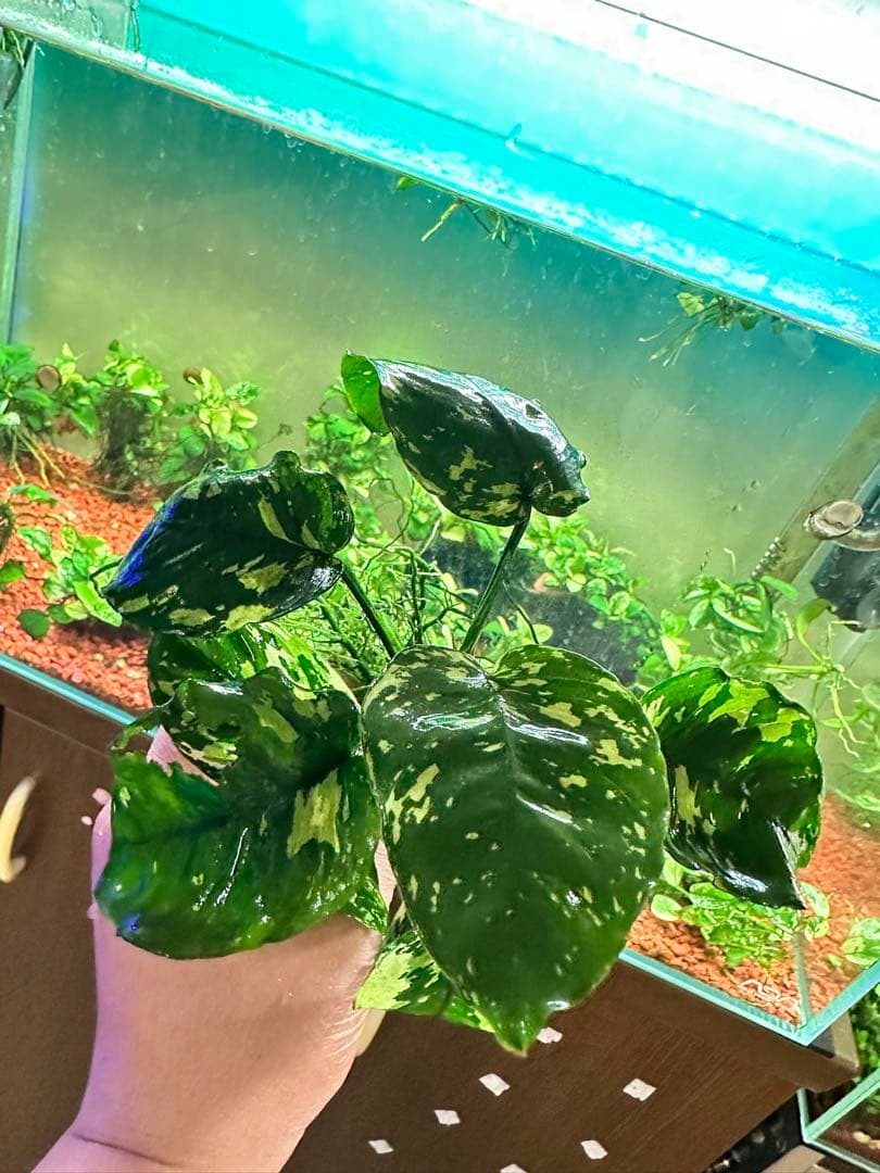 アヌビアスナナ　斑入りキング