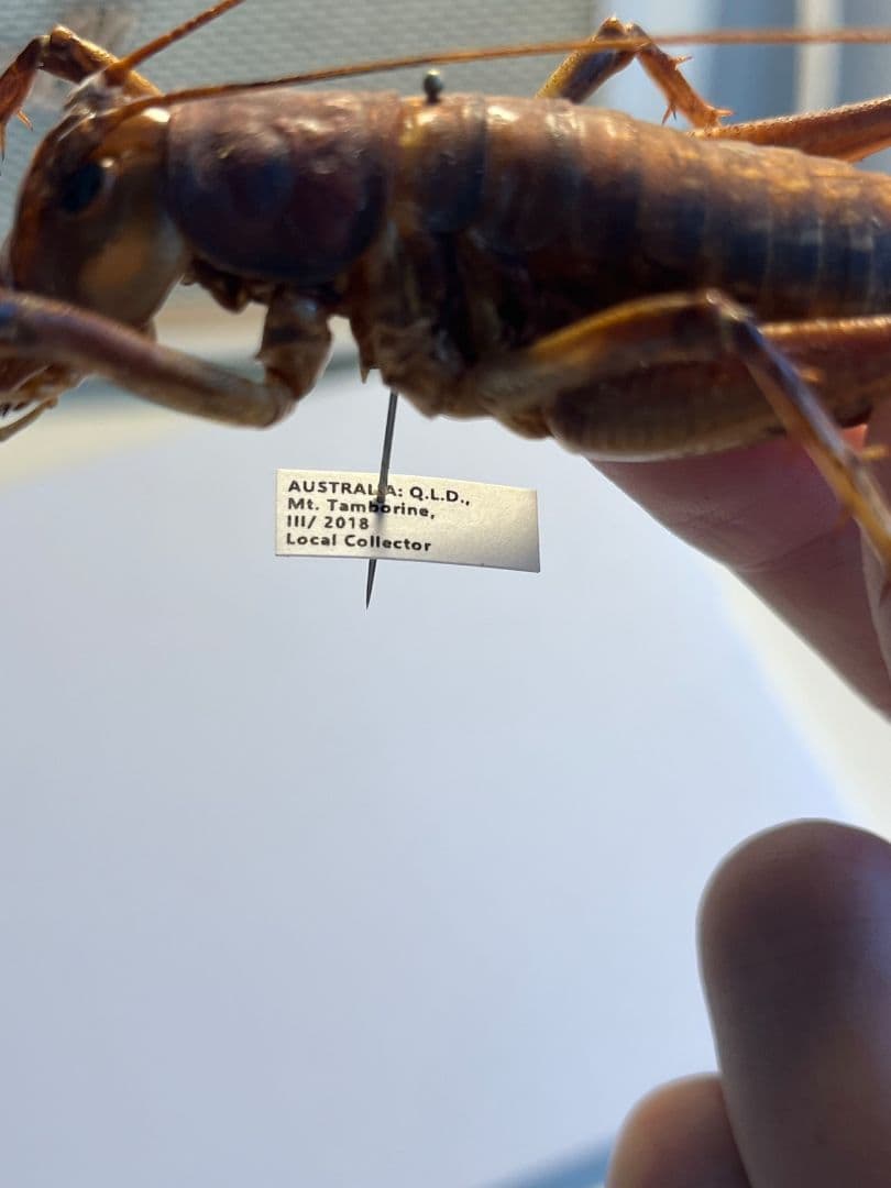 【極美展足】アゴコロギス ダイオウクロギリス 昆虫標本 直翅類 カマキリ