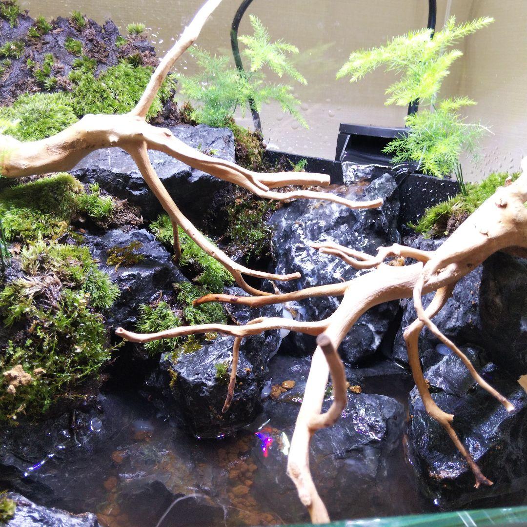 アクアテラリウム完成品 イモリウム 苔テラリウム 滝のあるアクアテラリウム