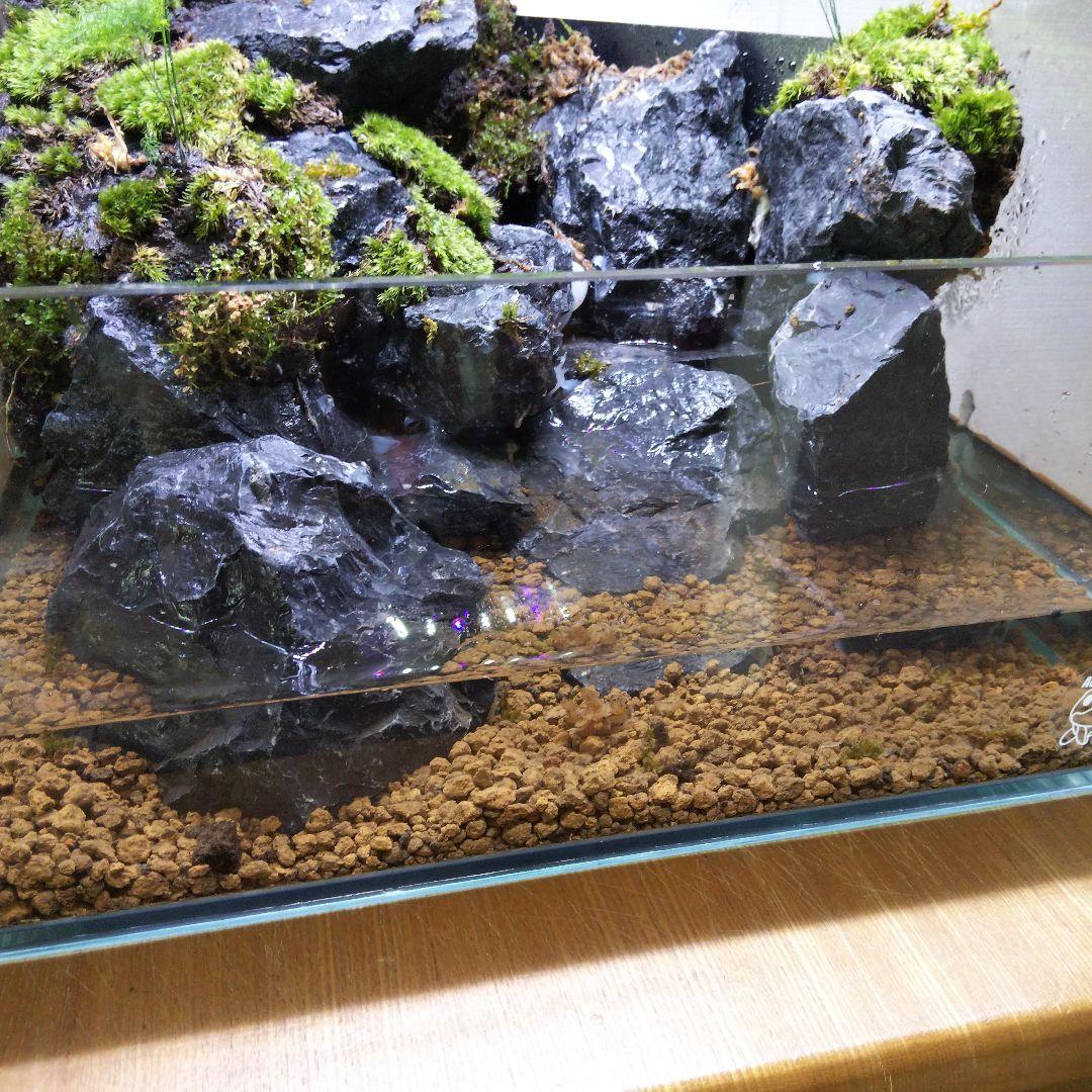 アクアテラリウム完成品 イモリウム 苔テラリウム 滝のあるアクアテラリウム
