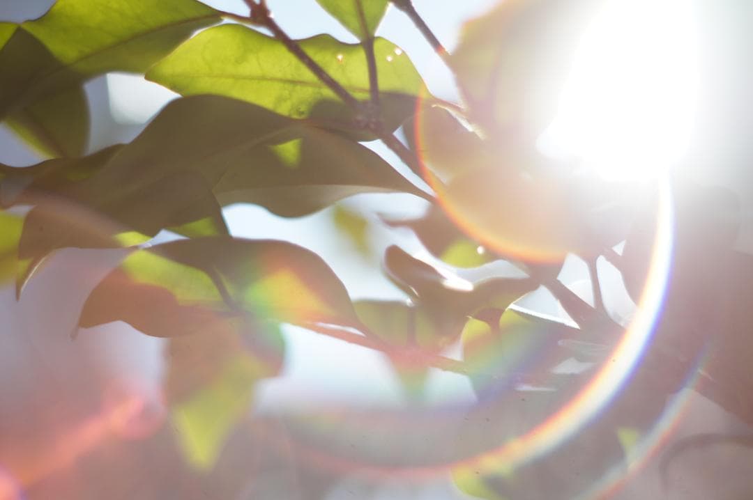 作例有・極美フレア✨ PENTAX スーパータクマー 55mm f1.8 後期