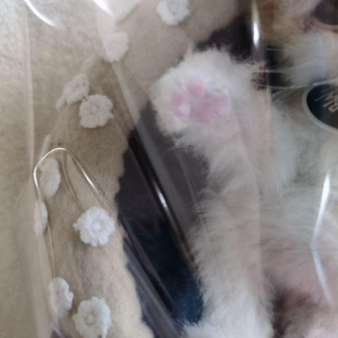 S*n様 作家物 猫 ネコ アートドール エキゾチック