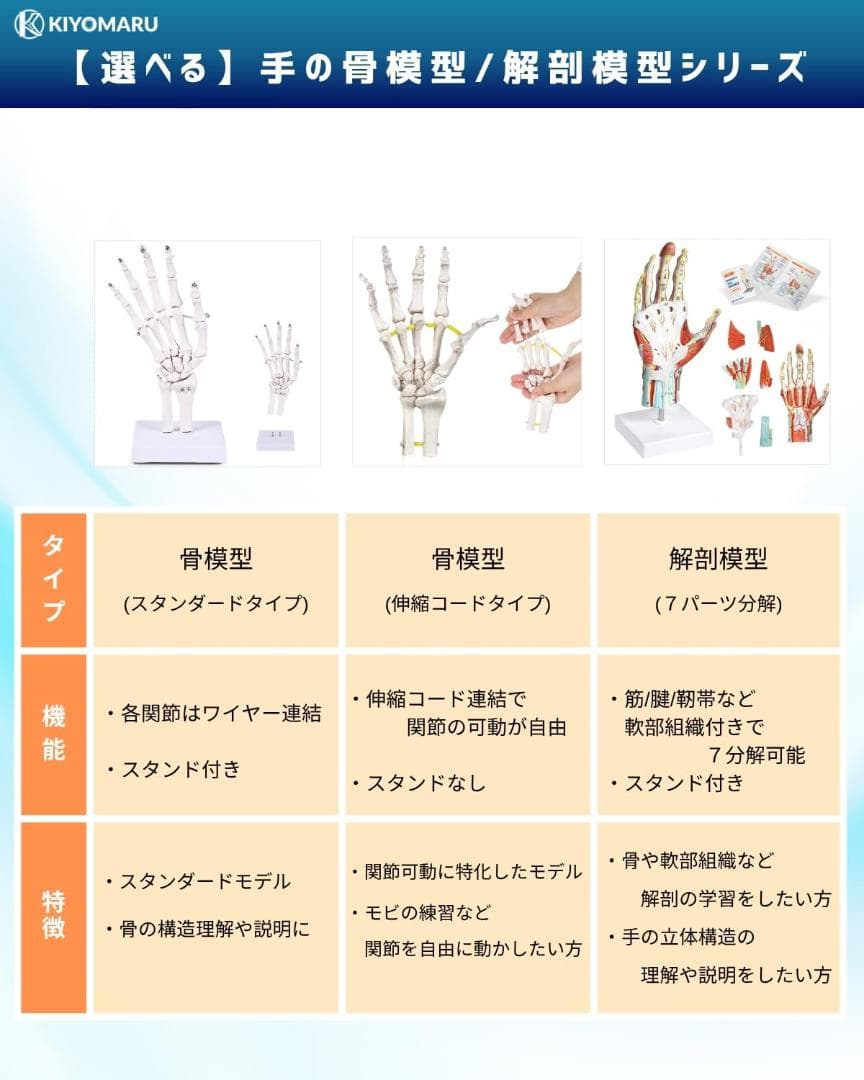 手解剖模型 7パーツ分解 原寸大 軟部組織付き 理学療法士監修 人体模型 手関節