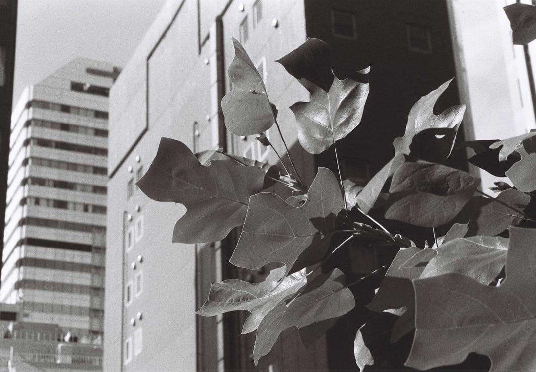 【動作品】Nikon FE + COSINA 35-70mm F3.5-4.5