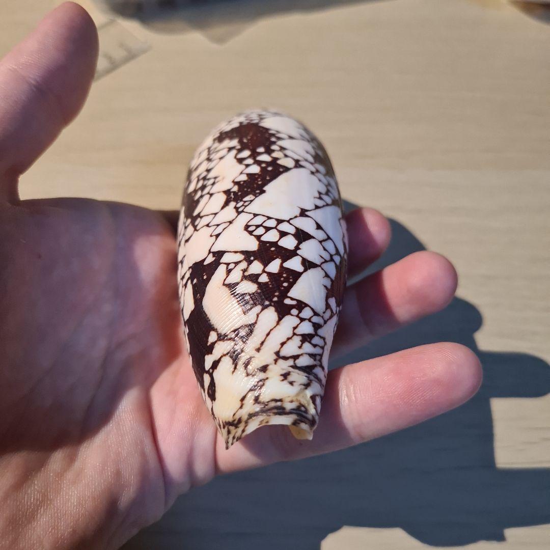 イモガイ貝殻 Darioconus Aulicus Propenudus