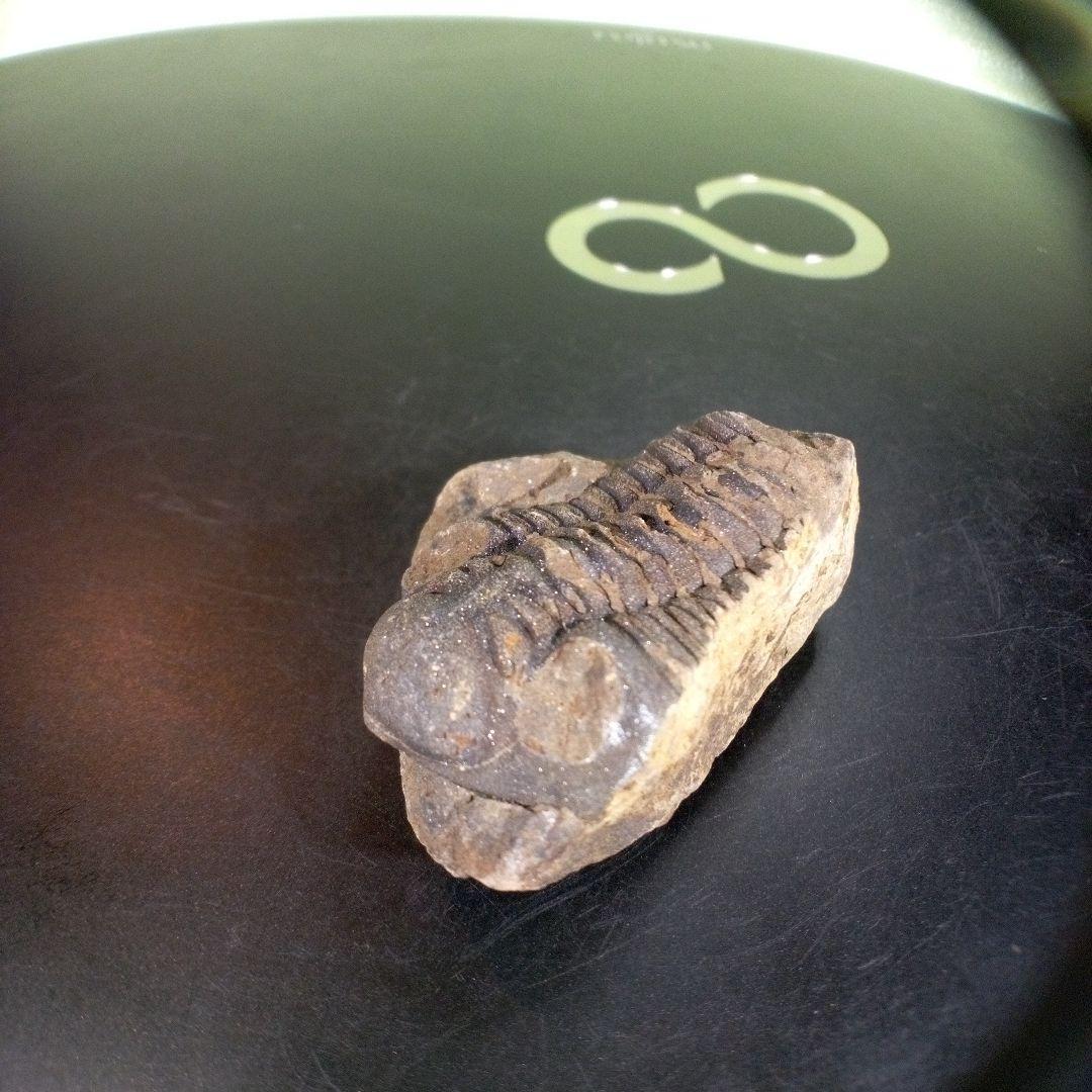 三葉虫　化石　fossil　ボリビア産　trilobite　ノジュール判別⑦