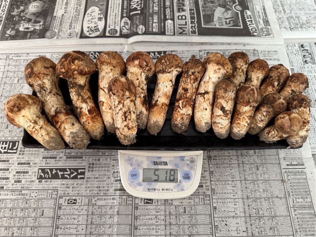 松茸　北海道　500g 送料込　①