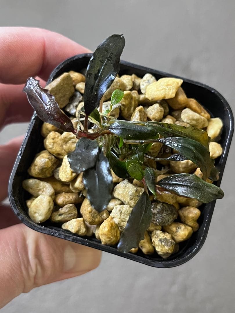 水草 Bucephalandra sp.Ghost Kalimantan