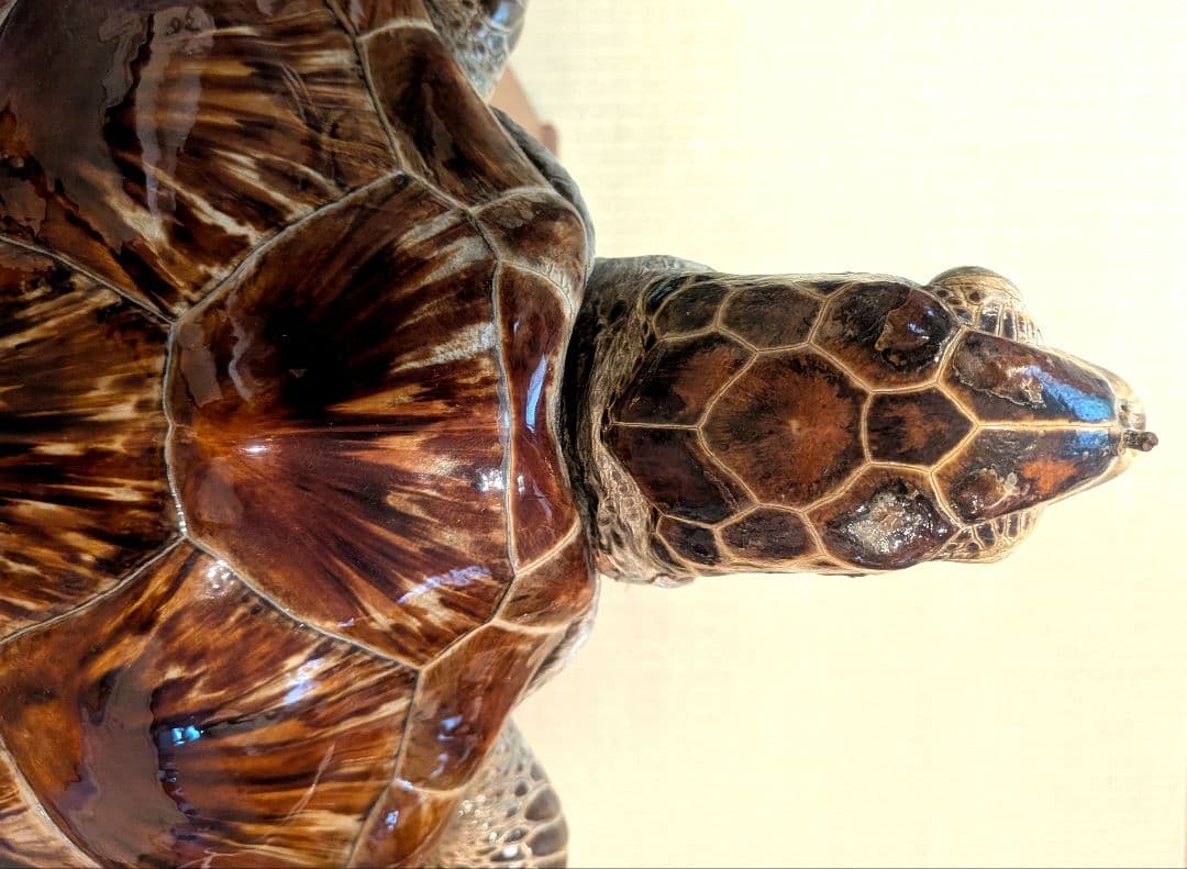 アオウミガメのはく製