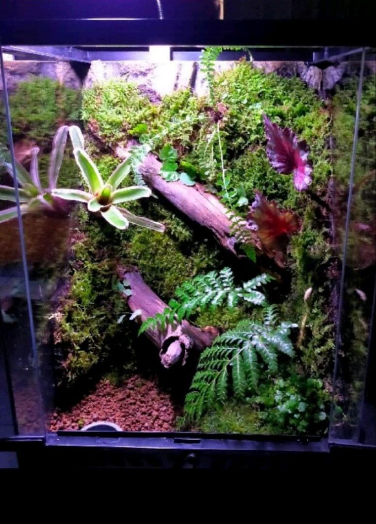 隠れ家付き！苔テラリウム、生体飼育ケージ