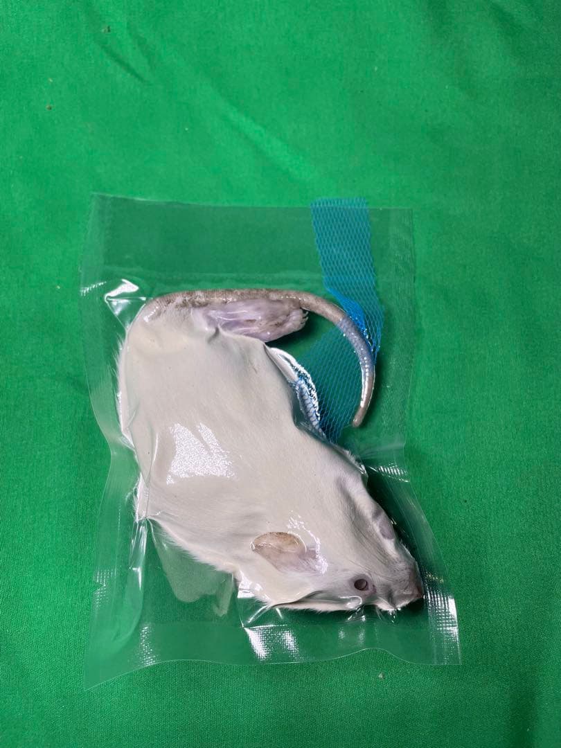 【tingachan】冷凍ラット