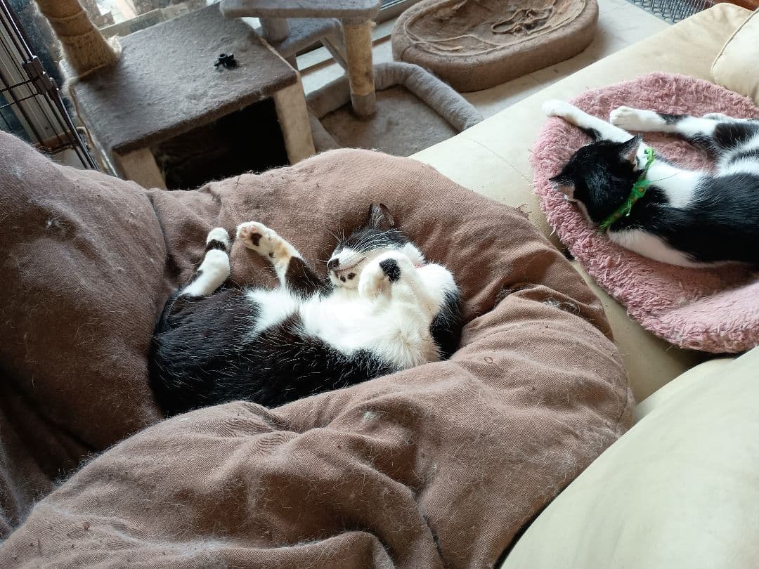 キャットスマック またたび応募券 100口分 500枚