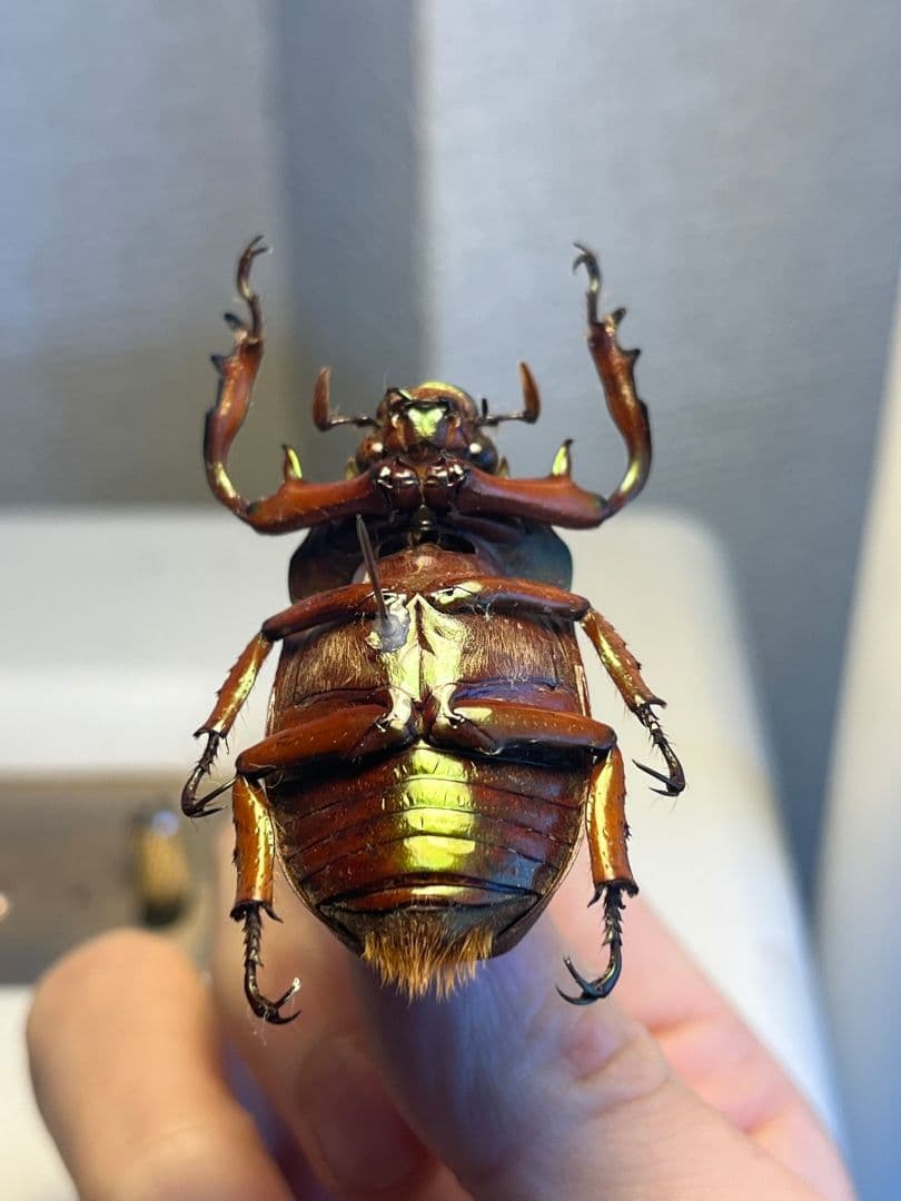 【42mm】ミラビリステナガスジコガネ'ナンベイテナガスジコガネ 昆虫標本