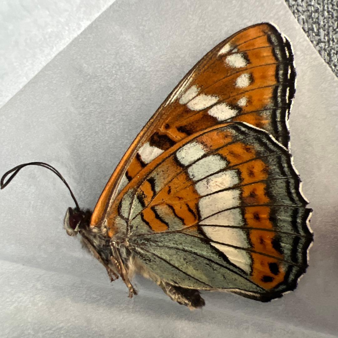 オオイチモンジ　モンゴル産10頭セット