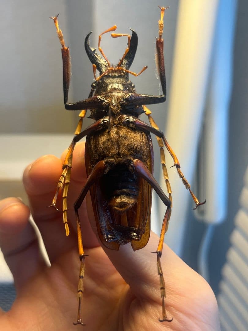 【70mm】アントンルリオニノコギリカミキリ 　昆虫標本