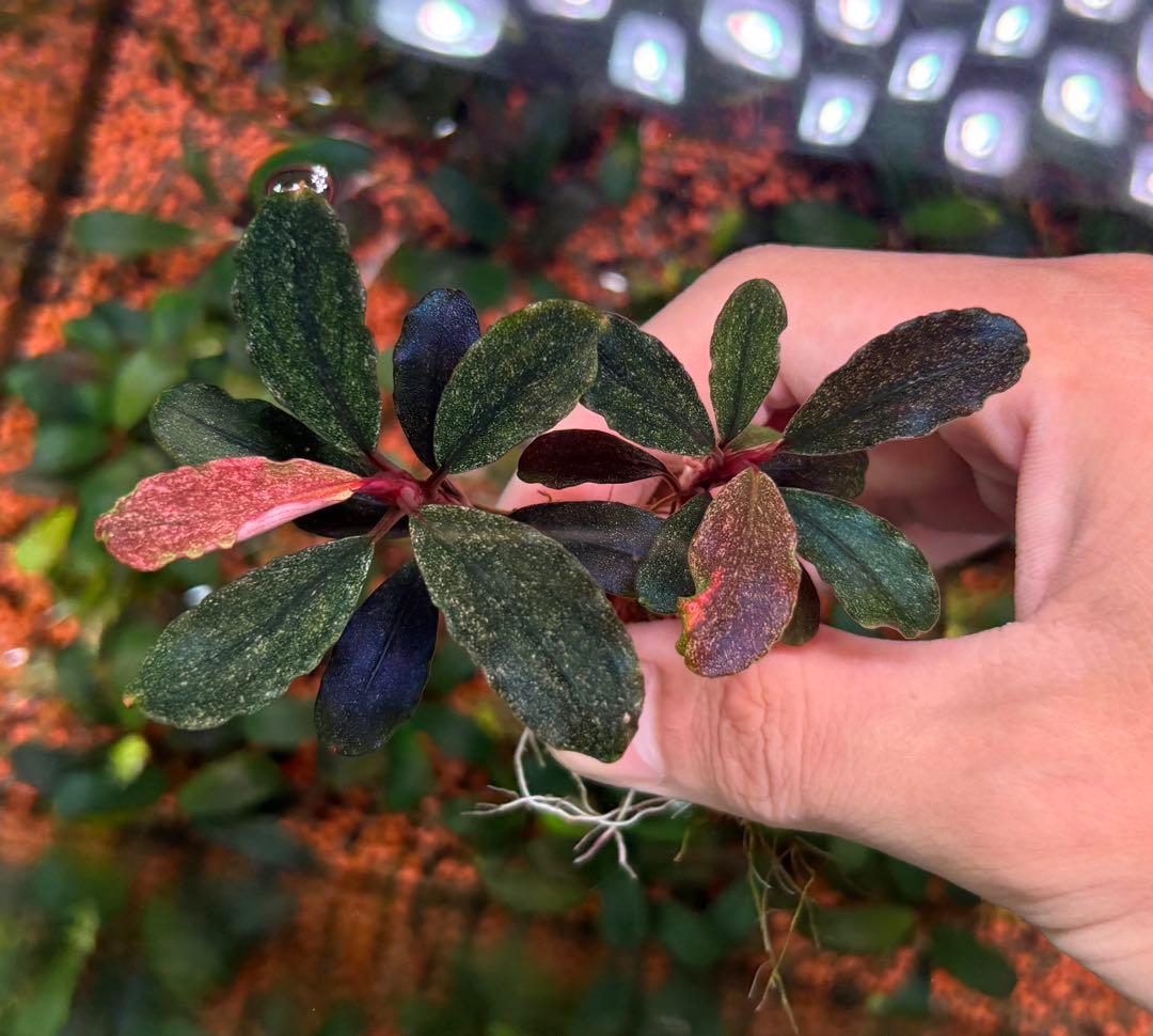 ブセファランドラ　バリエガータ　パウダー　2株