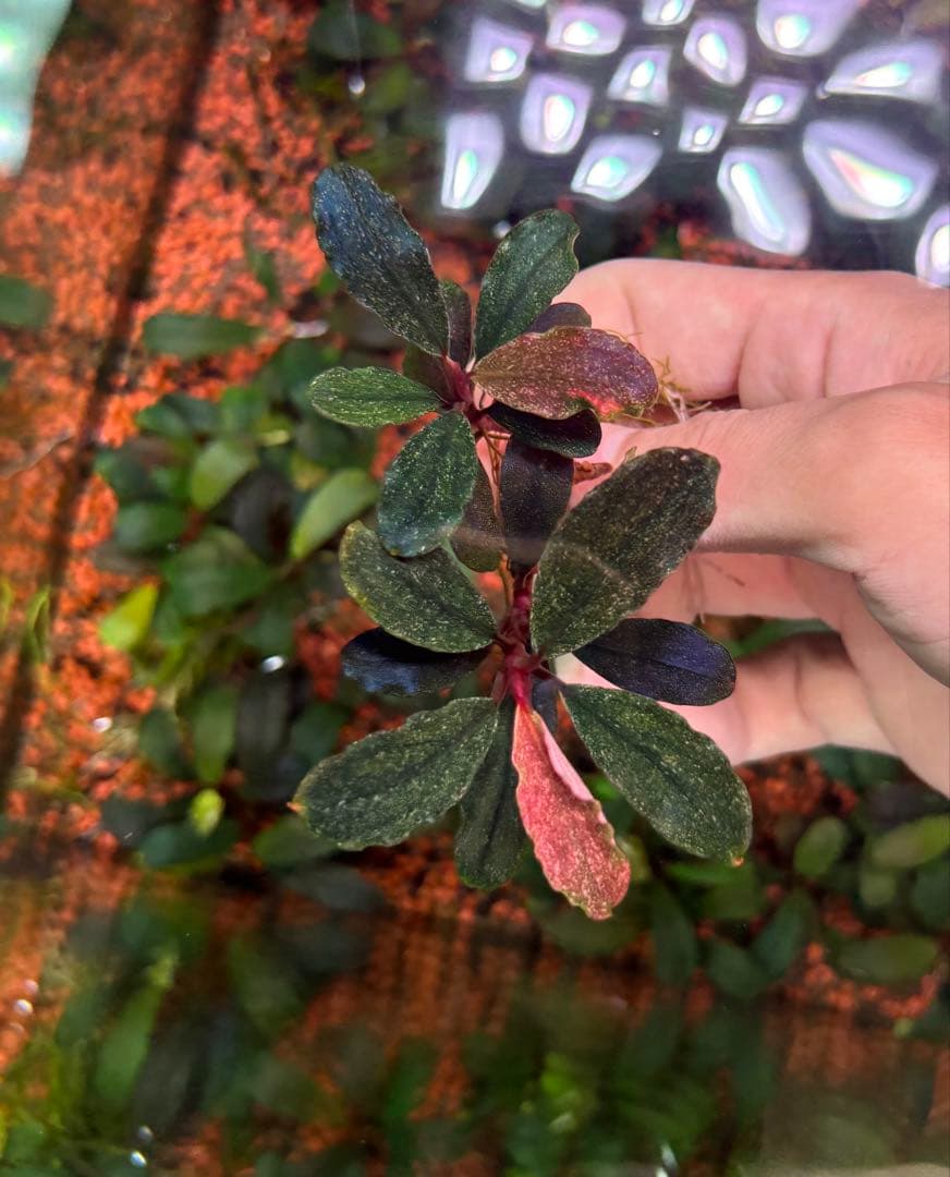 ブセファランドラ　バリエガータ　パウダー　2株