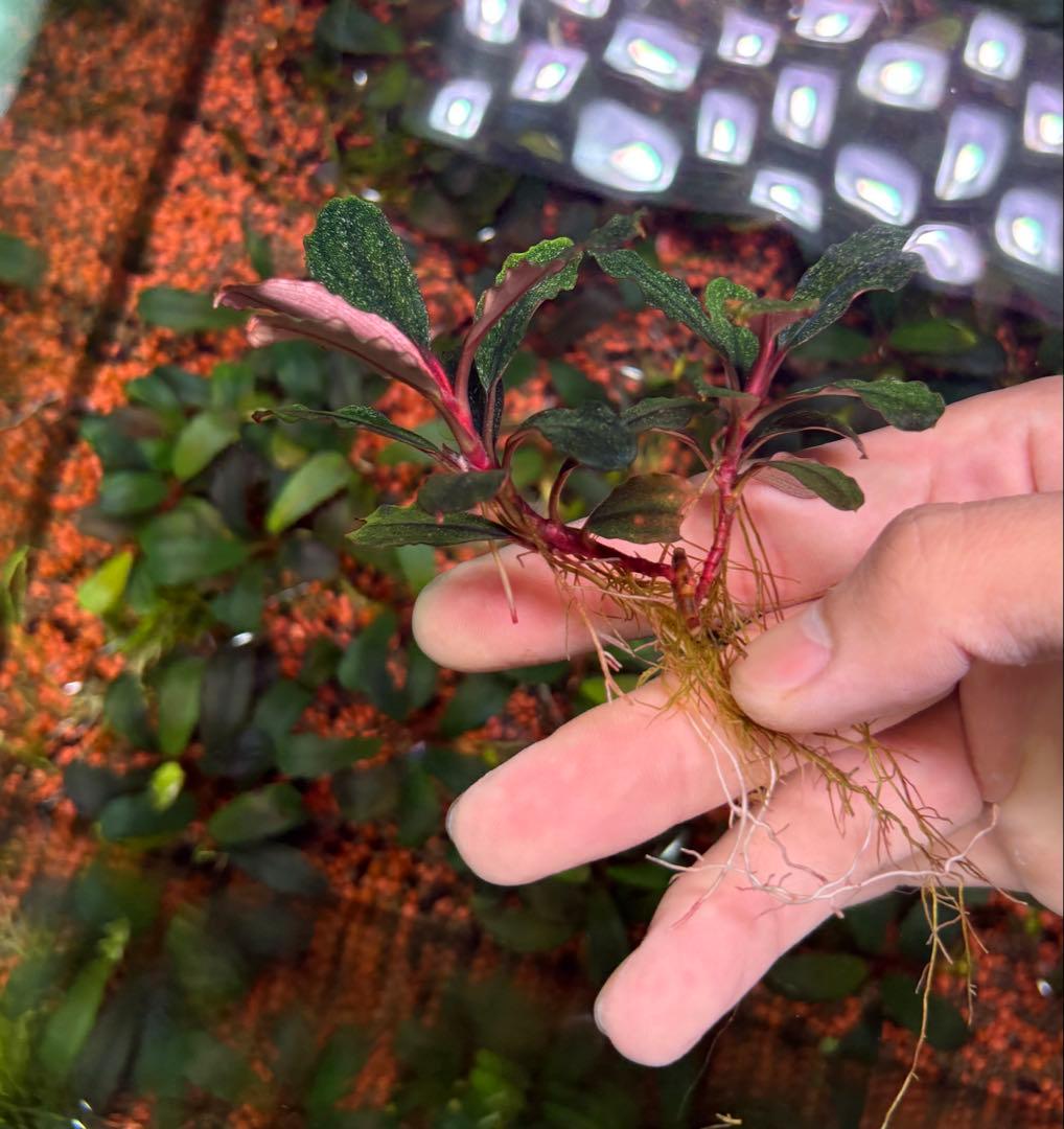 ブセファランドラ　バリエガータ　パウダー　2株