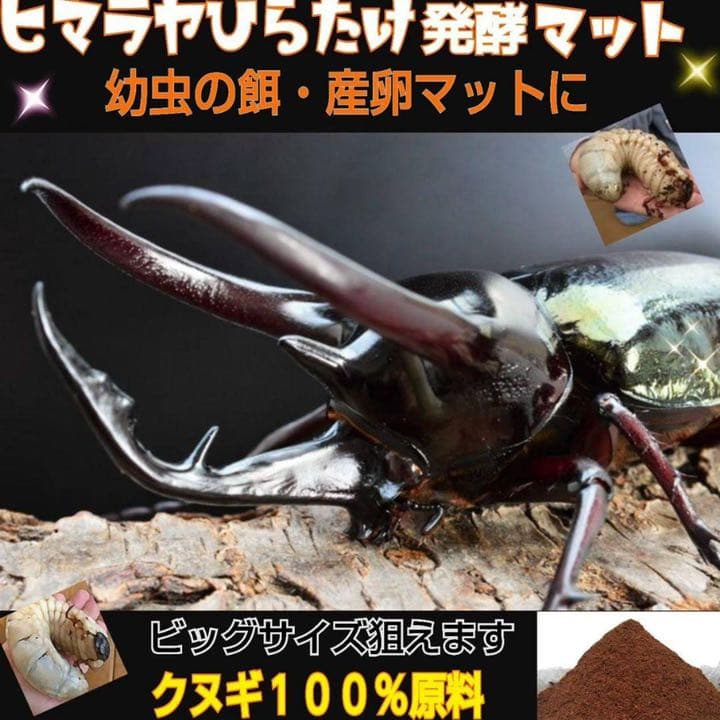 カブトムシ幼虫の大量飼育に！たっぷり100リットル【10袋】高品質の発酵マット
