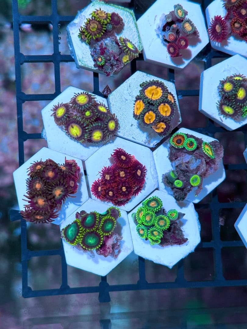 スポポビッチ 專用