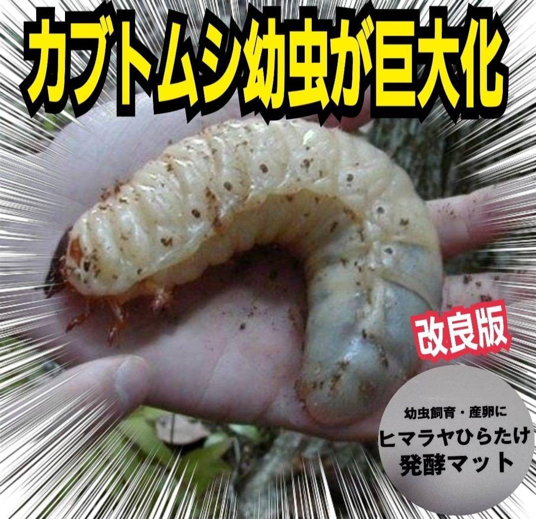 カブトムシ幼虫に抜群！ヒマラヤひらたけ発酵マット【6袋セット】大きく育ちます！