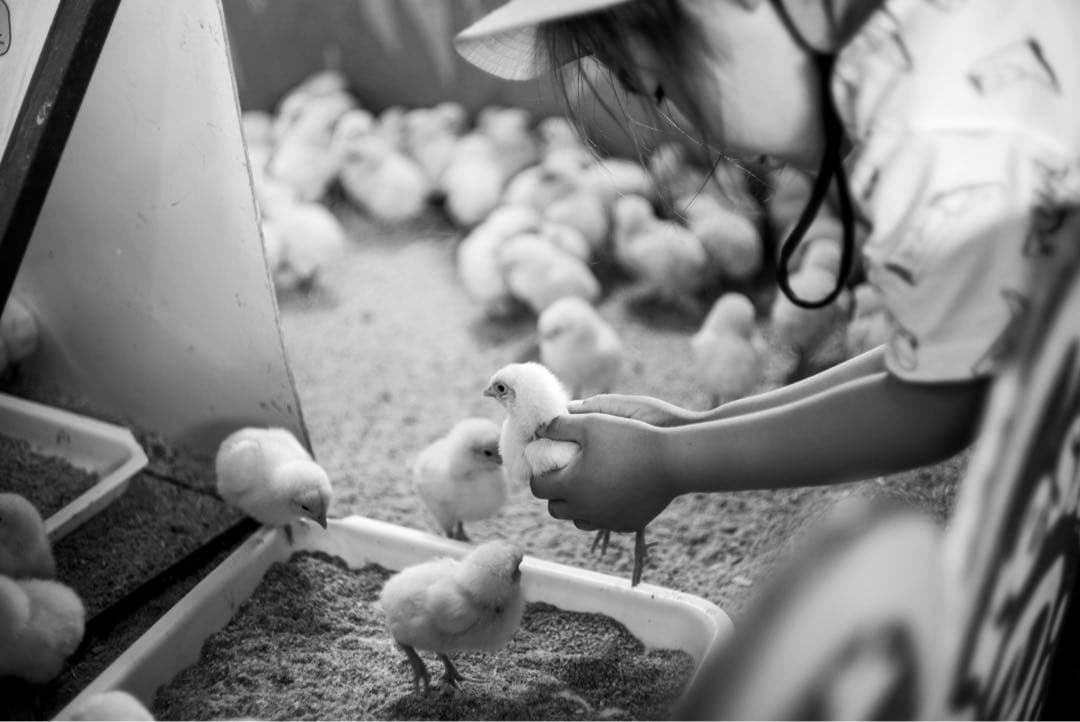 Leitz Wetzlar Summicron 5cm f2 M 沈胴 山崎磨き