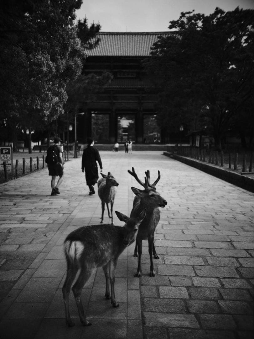 Leica A型 4桁 旧エルマー